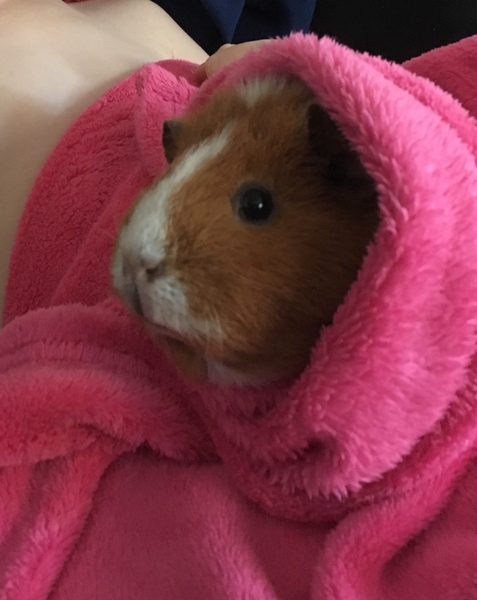 Welcome to new piggies!