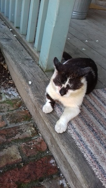 What's your DCat up to today? (Thread 7!)