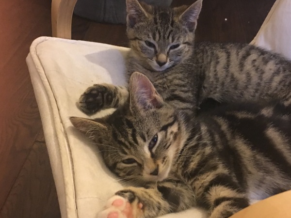 What to do with kittens at night? Or just generally!