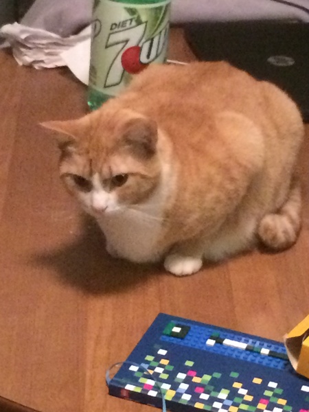 Fin you have a ginger cat, what’s his personality?