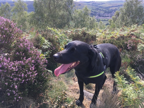 Labrador owners/experts. Please read...