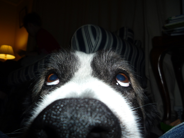 Who fancies sharing pics of their dogs?