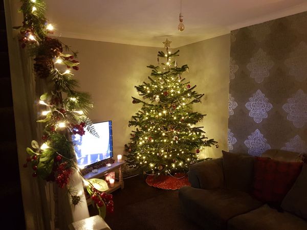 Christmas Trees! Show me yours!
