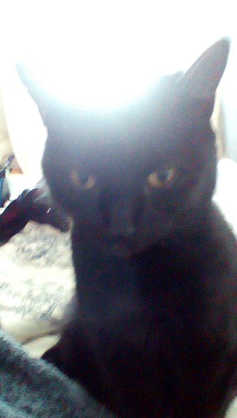 National Black Cat Day!