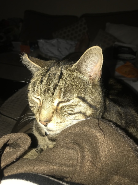 Show me your favourite pictures of your cats