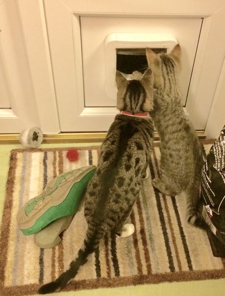 To ask you to talk to me about Bengal cats?