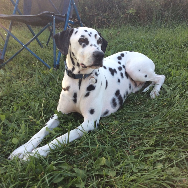 Dalmatian names
