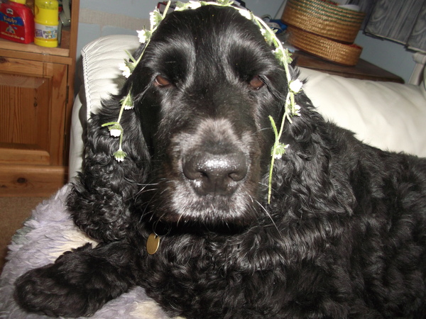 CANCER SUPPORT THREAD 65 - for anyone with cancer or waiting for cancer tests (pets welcome!)