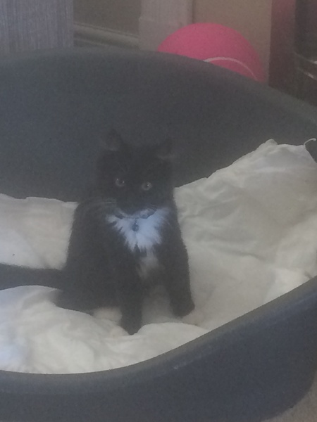 New kitten