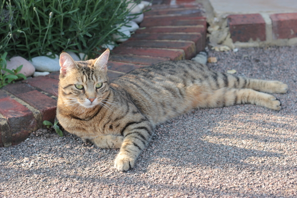 To ask you to talk to me about Bengal cats?