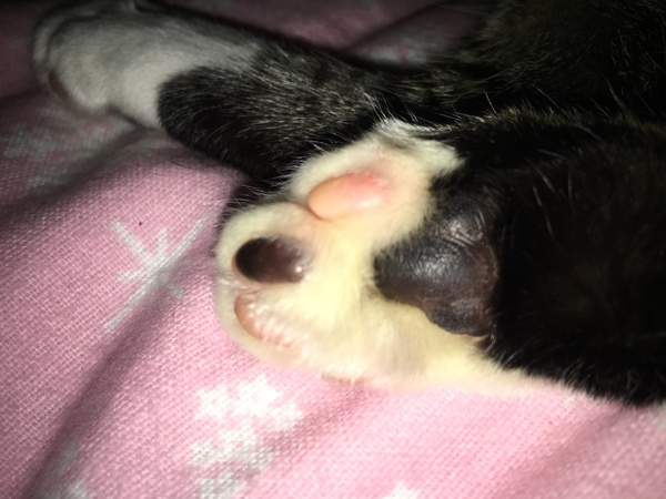 To show you my soft purring puss cat !