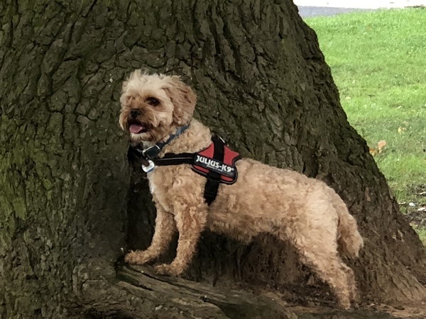 Who fancies sharing pics of their dogs?