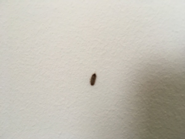 Anyone know what insect/bug this is?