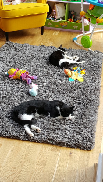 Show me your favourite pictures of your cats