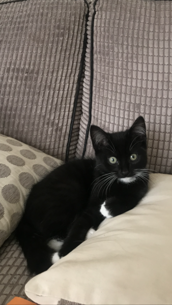 Show me your favourite pictures of your cats