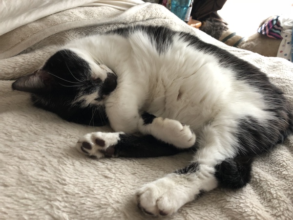 Harry, Feline Supermodel!