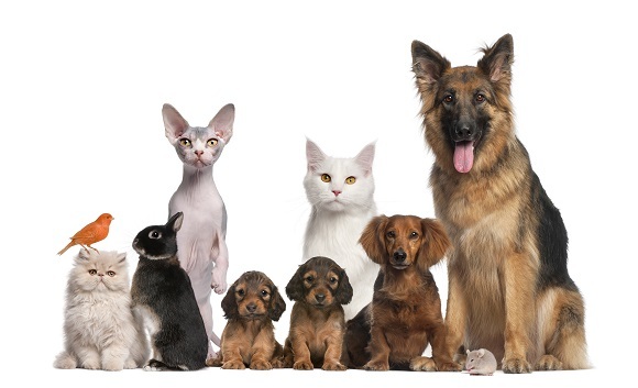 Vote for a UK animal welfare charity - they could win a £100,000 donation from Animal Friends