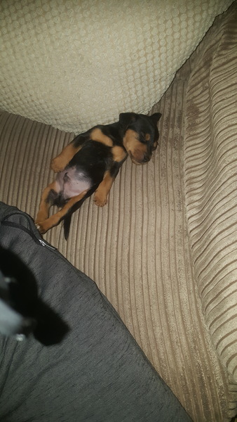 Who fancies sharing pics of their dogs?