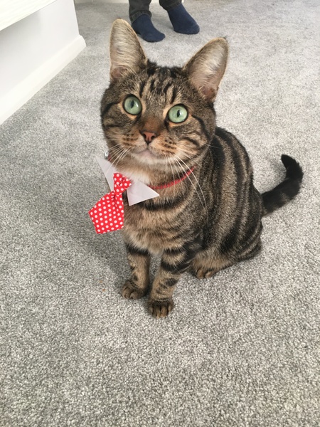 What's your DCat up to today? (Thread 7!)