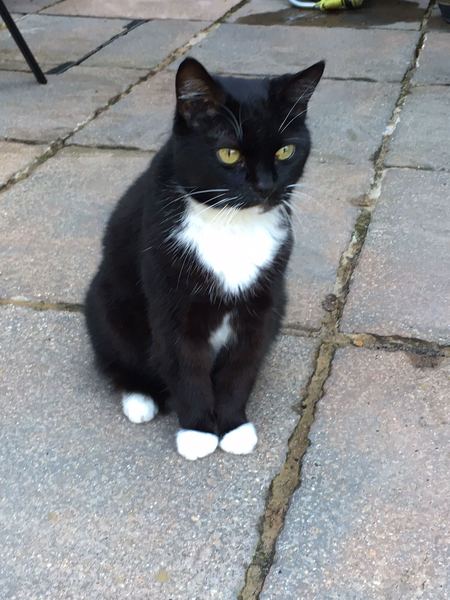 Show me your favourite pictures of your cats