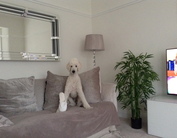 Are your pets employed?