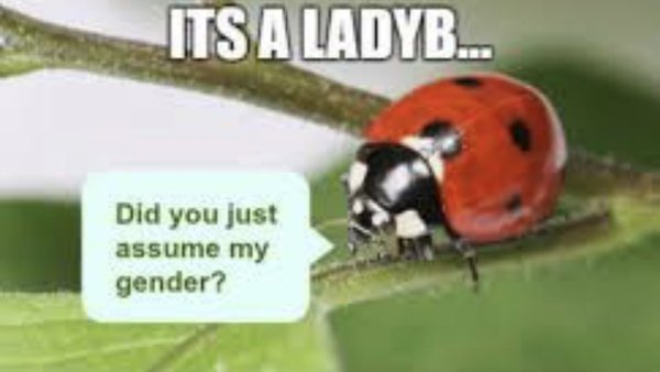 Goodbye Ladybirds...