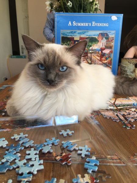 Grey cat appreciation thread.