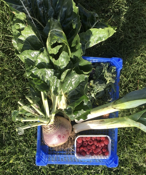 Allotment?Veg Patch Thread 13! Are we weathering the weather?