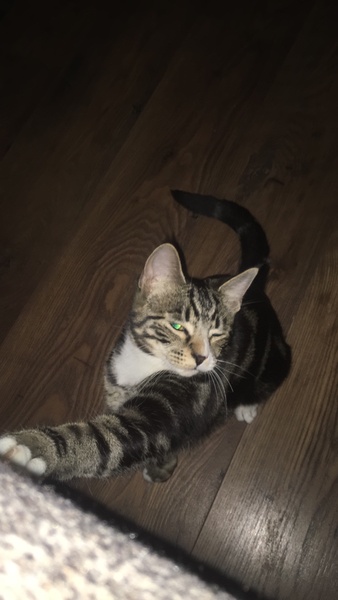 To show you my soft purring puss cat !