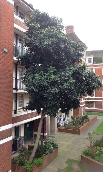 Huge avocado plant