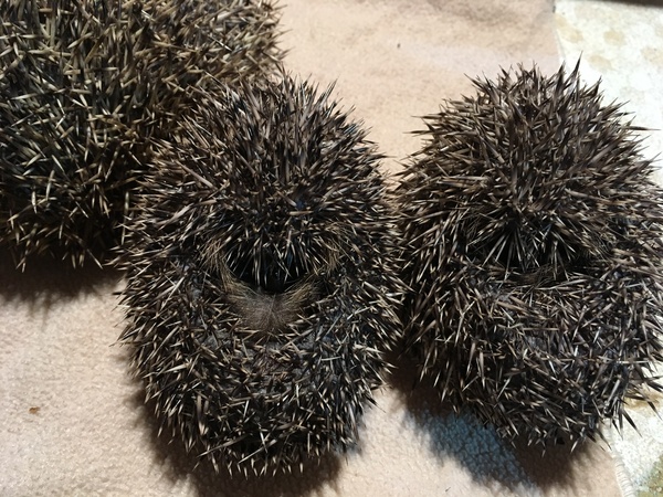 My first hedgehog.