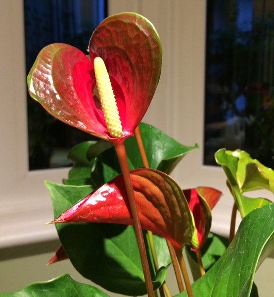 (indoor) plant id please
