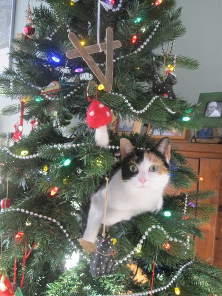 Show me your favourite pictures of your cats
