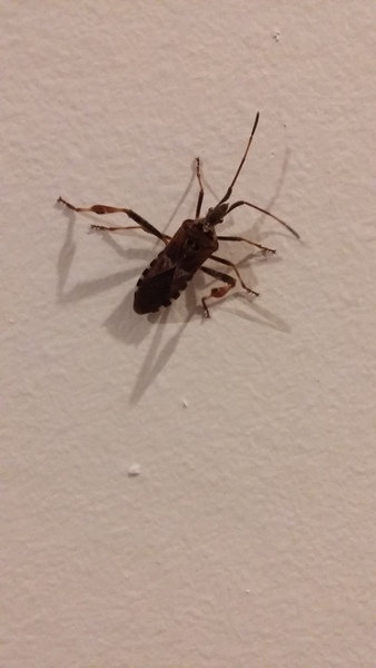 What is this insect?