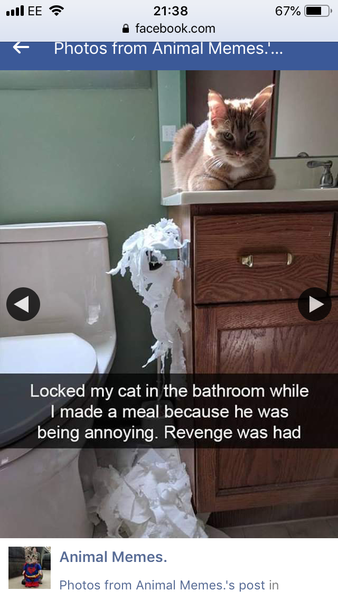 Next door's cat is bullying my DH