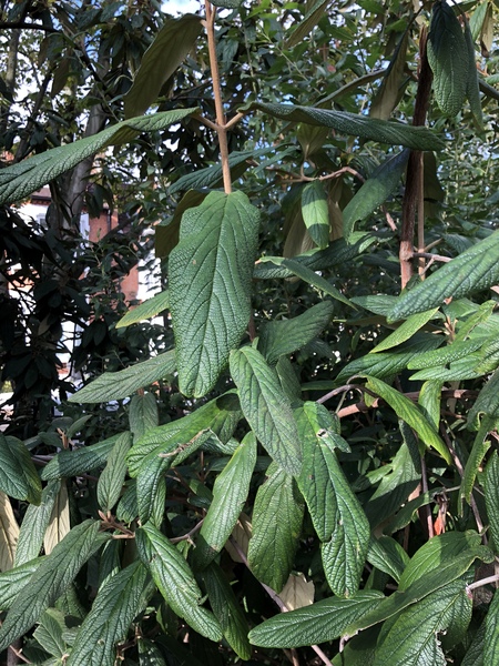 What is this tree?