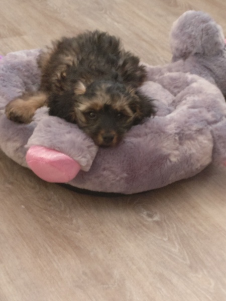 Puppy biting driving me insane