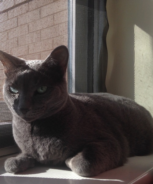 Is she a Russian Blue or have I been ripped off?
