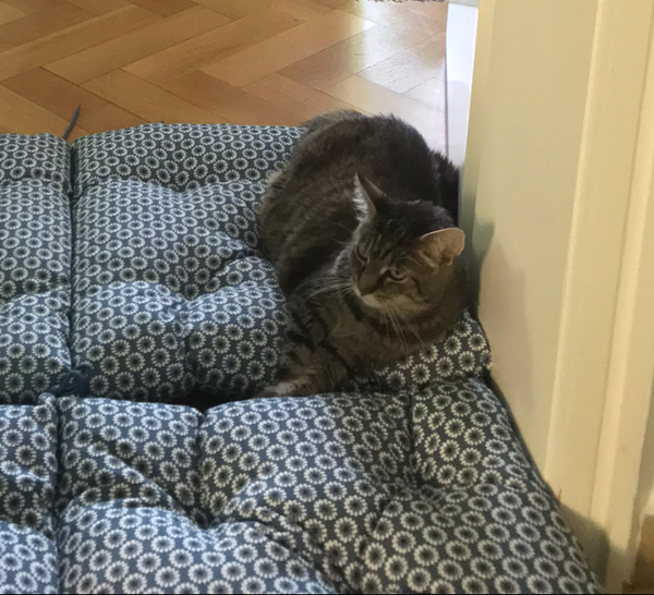 My beautiful Cat is dying