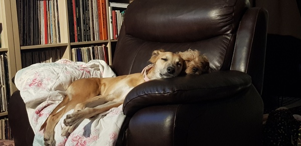 Who fancies sharing pics of their dogs?