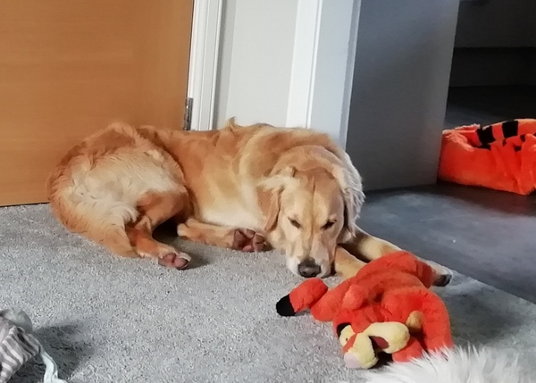 Adolescent Dog Survival thread anyone?