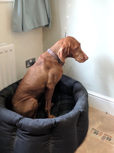Can I just share a lovely picture of my crazy little Vizsla?