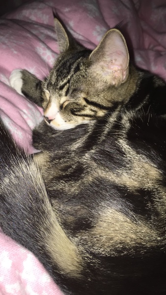 To show you my soft purring puss cat !
