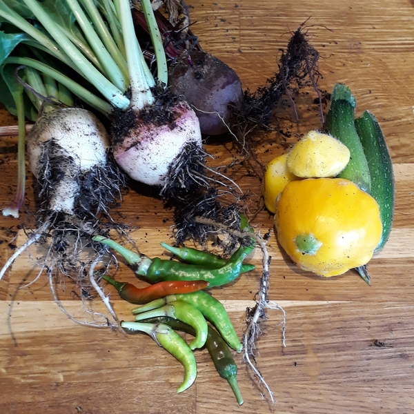 Allotment?Veg Patch Thread 13! Are we weathering the weather?