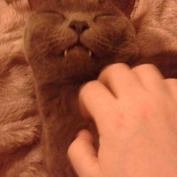 Is she a Russian Blue or have I been ripped off?