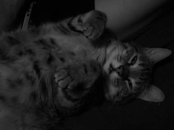 Look at this fine figure of a cat!