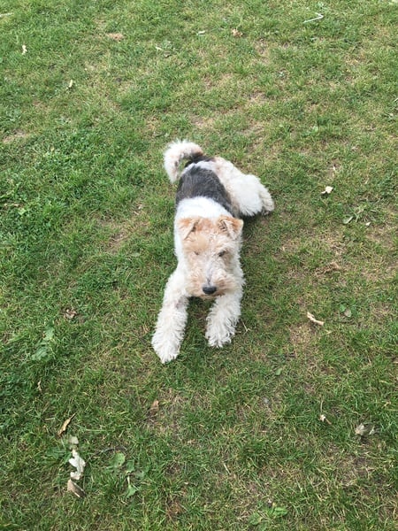 Who fancies sharing pics of their dogs?