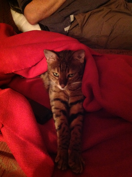 To ask you to talk to me about Bengal cats?
