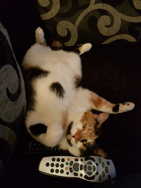 Look at this fine figure of a cat!