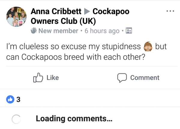 To wonder why anyone would buy a puppy through gumtree or the like?